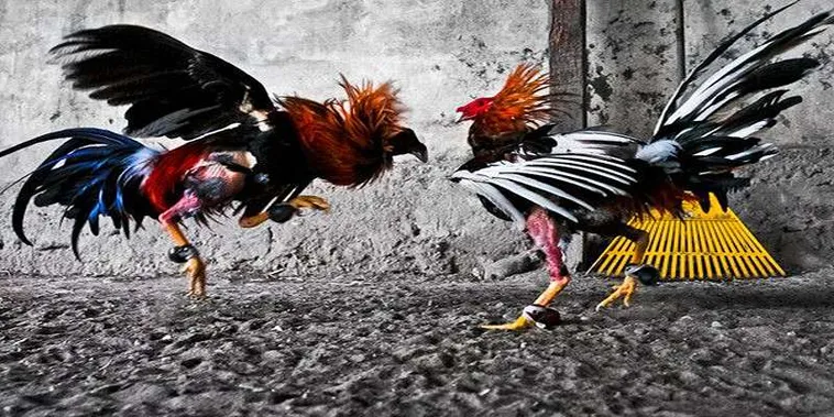 Tuyệt Chiêu Cách Chơi Đá Gà GA28 Tại Xoso66 Bách Phát Bách Trúng