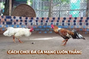 Bật Mí Cách Chơi Đá Gà Sabong Tại Xoso66 Kiếm Tiền Triệu Mỗi Ngày