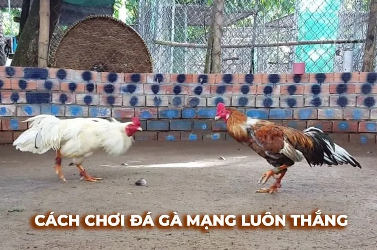 Bật Mí Cách Chơi Đá Gà Sabong Tại Xoso66 Kiếm Tiền Triệu Mỗi Ngày